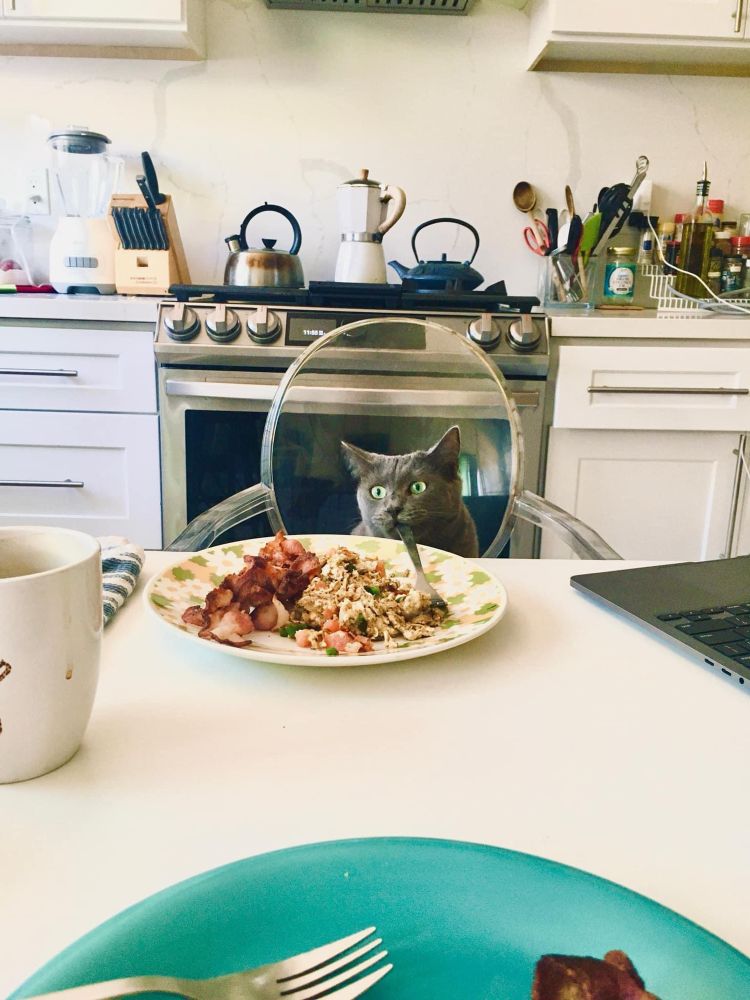 Cat sitting at dinner table with a plate of chorizo and eggs. 