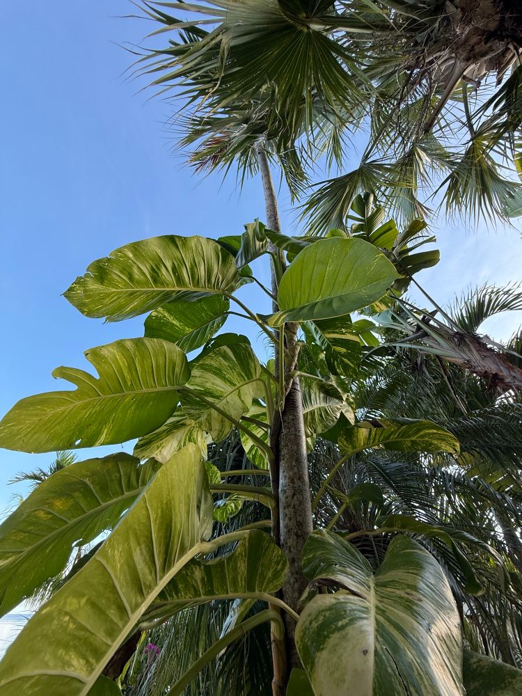 A beautiful plant climbing up a thin palm. Looks like the beanstalk! 