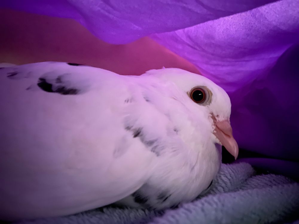 adorable white pigeon with black spots laying down under purple covers