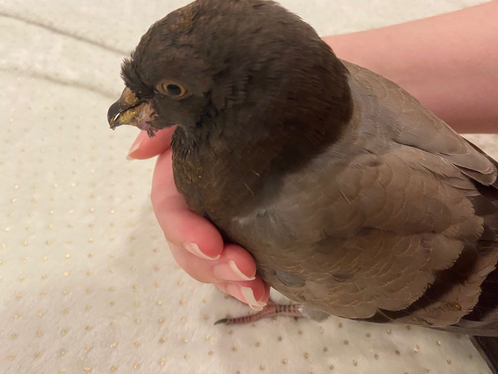 Photo of a young grey pigeon (named Printer Ink) with swelling on his beak being held upright by my hand. 