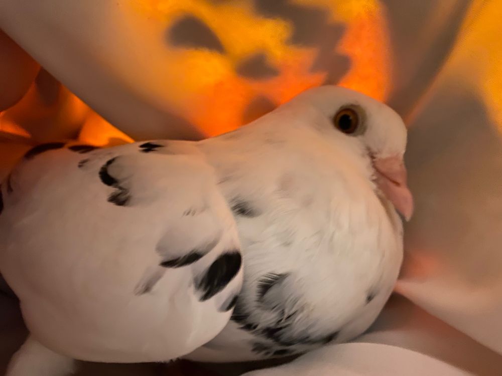 the same black and white pigeon but she’s a little farther away from the camera and more alert 