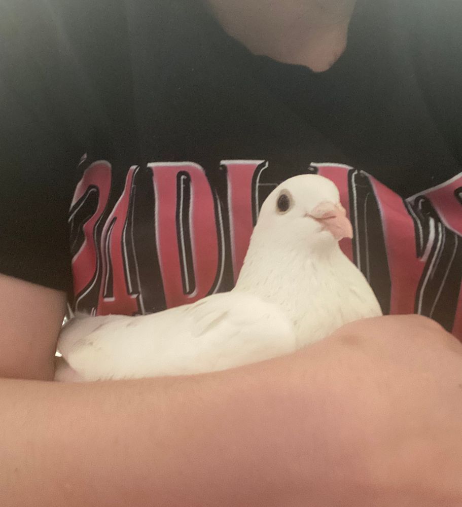 slightly different angle of the white pigeon being held