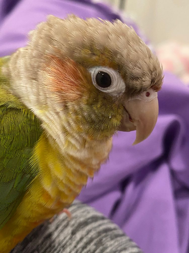 pineapple green cheek conure with a slightly poofy head acting innocent but is definitely guilty