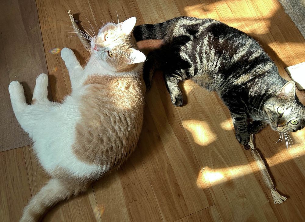 Two kitties lay in the sun on the floor, each of them with a silver vine stick. One cat is pale orange and white with very golden eyes, and the other is a classic black and grey tabby with green eyes. Their whiskers are quite excellent.