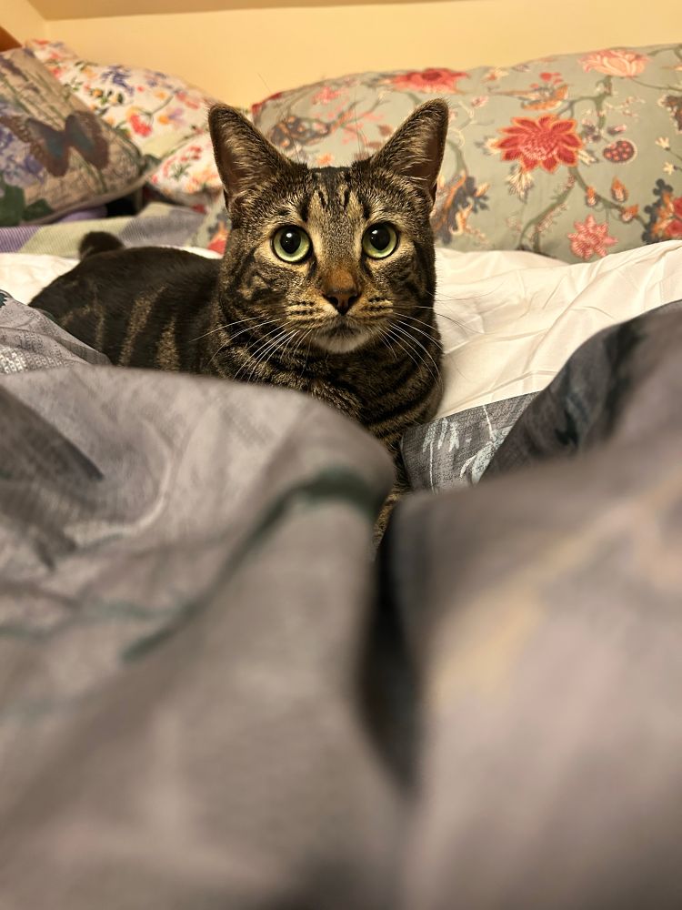 Photo is of a very bug eyed bad tabby cat, who is trying to help his human stuff a duvet into a duvet cover.
