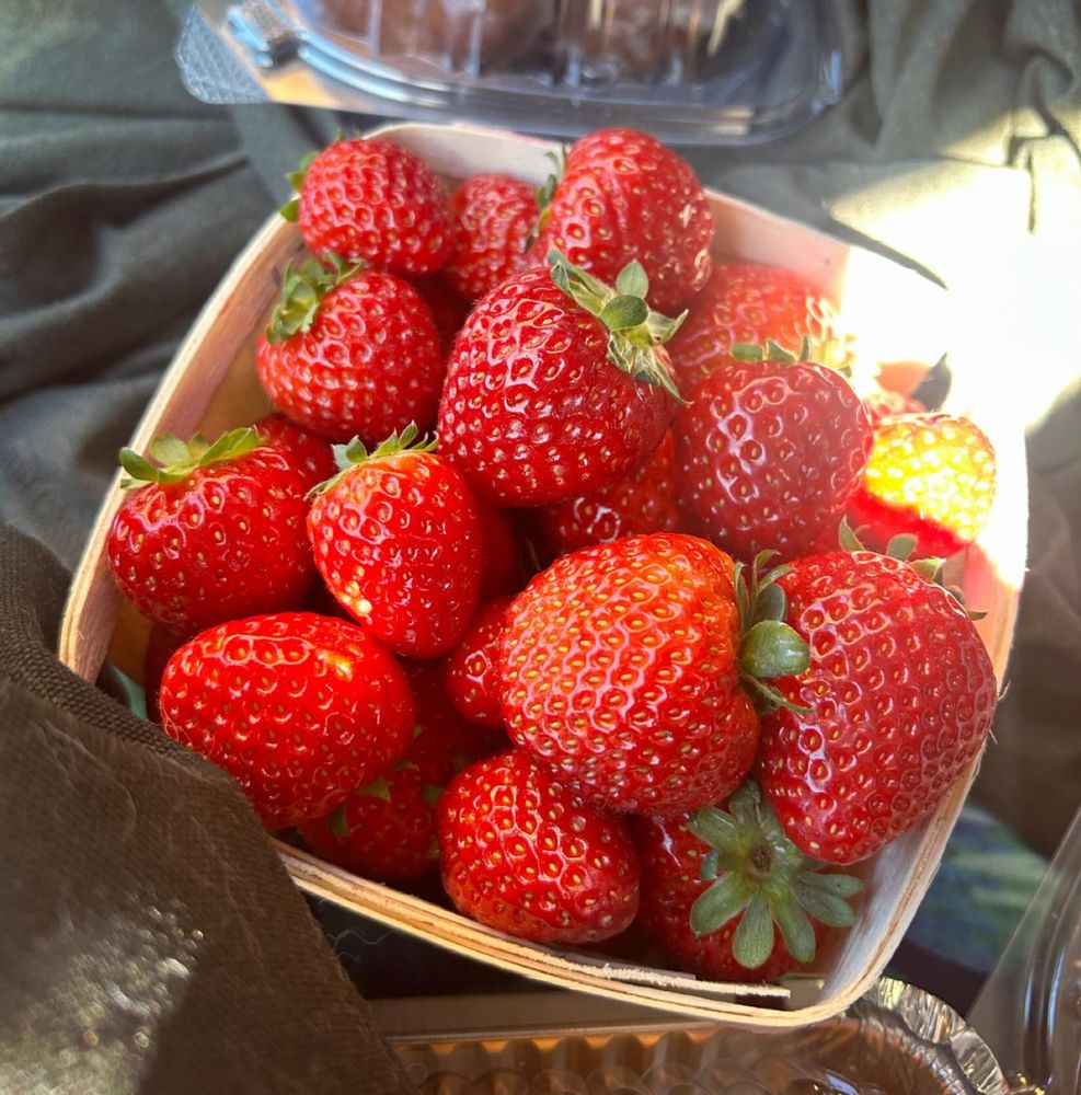 A quart basket of ripe strawberries, grown right here in Nova Scotia, on October 23, 2025. These are grown in trays inside large greenhouse tunnels and are day neutral berries, meaning they will bear until a freeze.