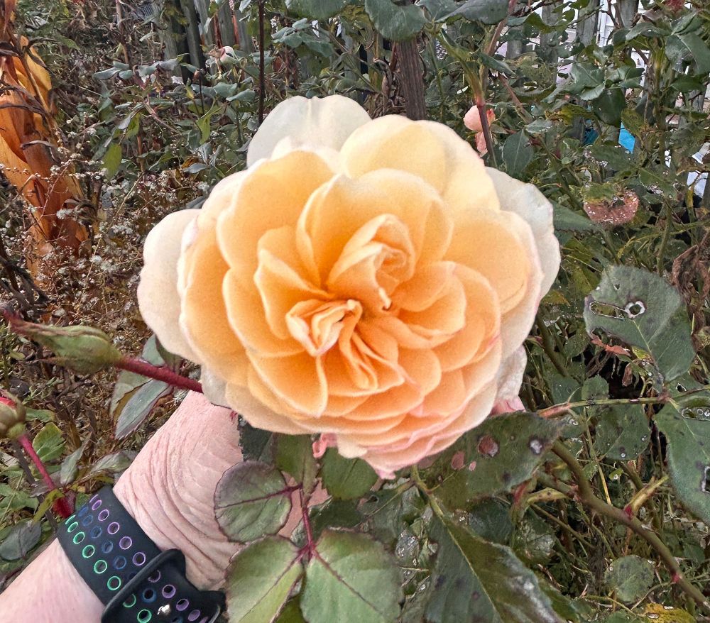 Photo (slightly blurry as sun was dropping) of the golden Crocus rose, fully open and fragrant. And determined. Always blooms into November but this is the latest yet, I think. 