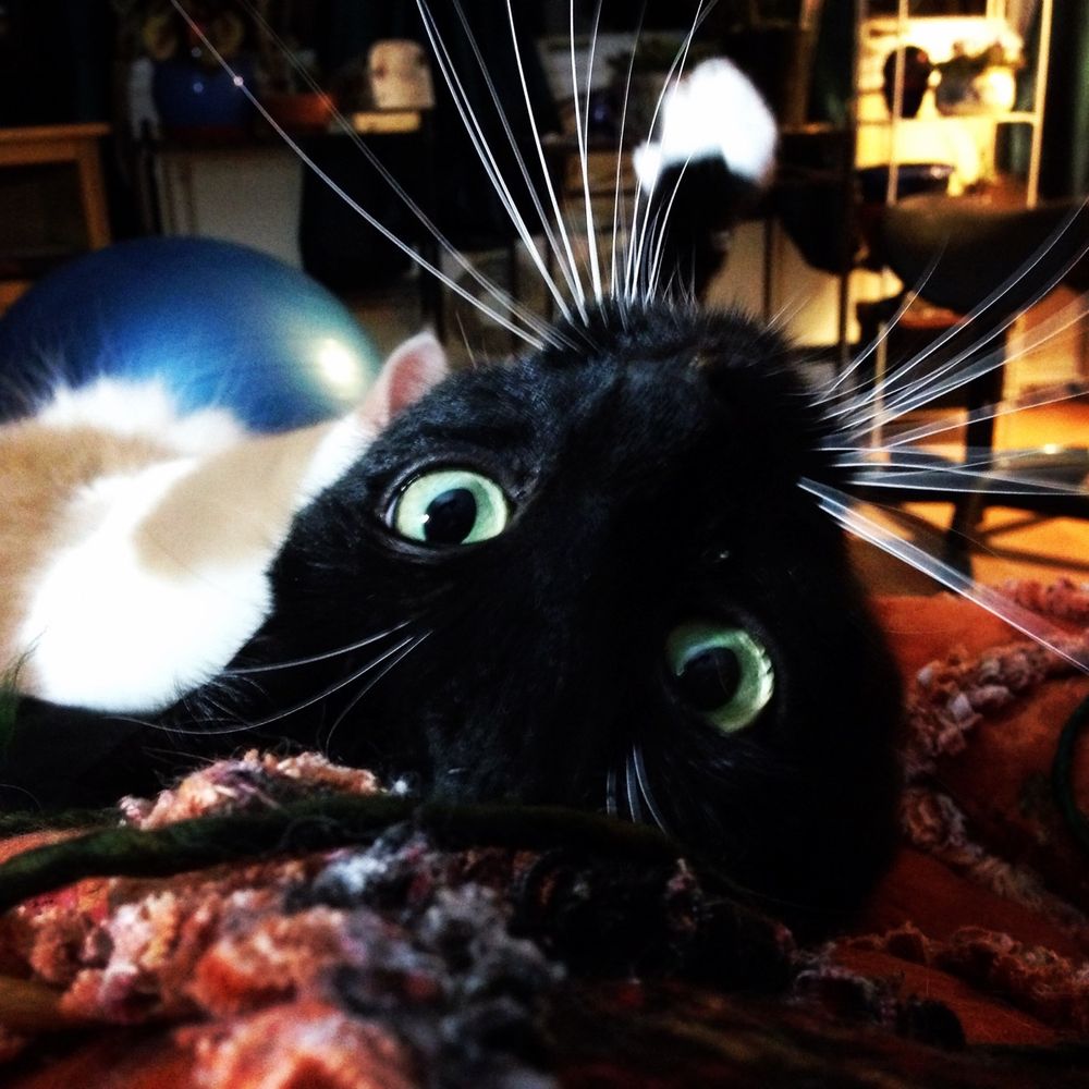 The long cool Loki cat in a black tux sprawls while his pale ginger brother thinks about attacking him. 