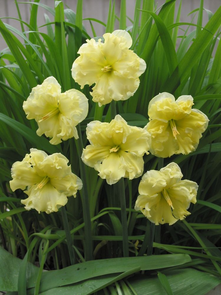 A split-corolla daffodil, Sunny Side Up, with soft yellow blooms and lots of frills. (photo from bulb catalogue)