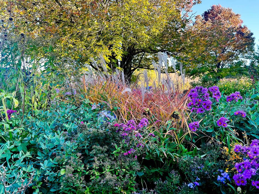 Garden scene on the last day of autumn with purple and magenta asters, blue-green baptisia foliage, and purple-gold Miscanthus purple flame grass. In the background is an ash tree that is stressed by the dry weather and not changing to its normal purple shade before dropping leaves.