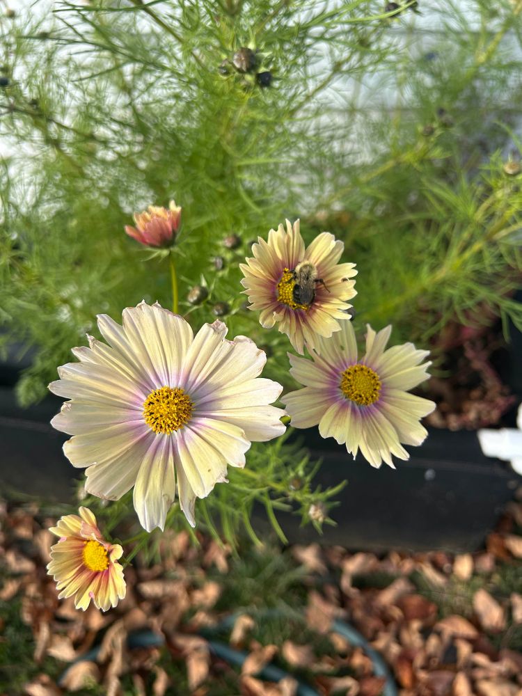 Photo shows half a dozen Apricot Lemonade cosmos, which are yellow with a peachy-pink centre, and a bumblebee in one of the flowers.