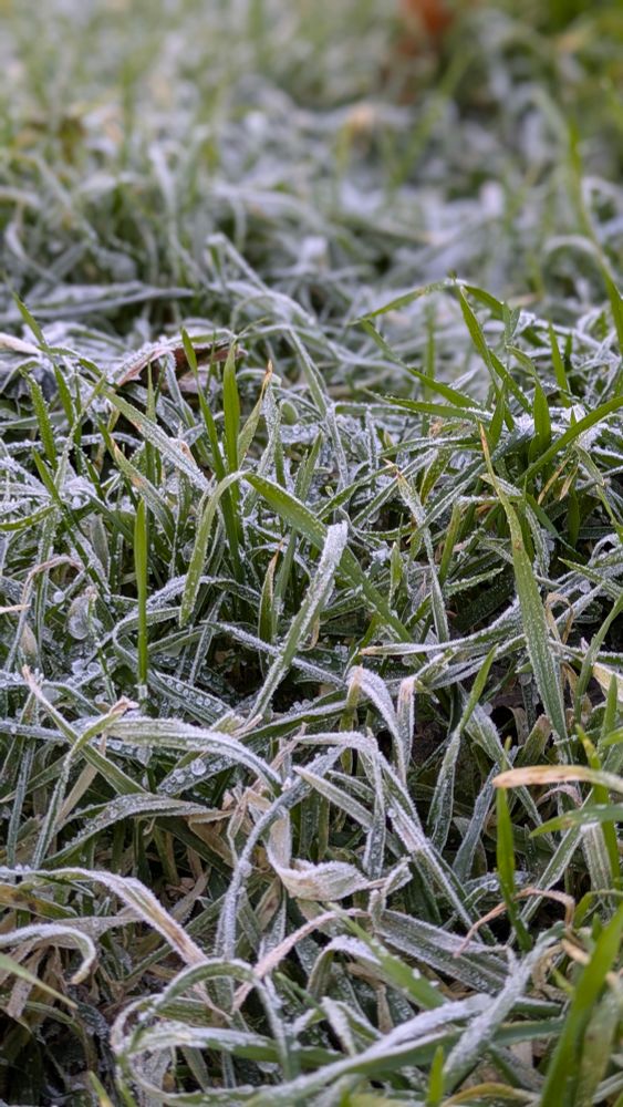 The picture shows a piece of frozen grass