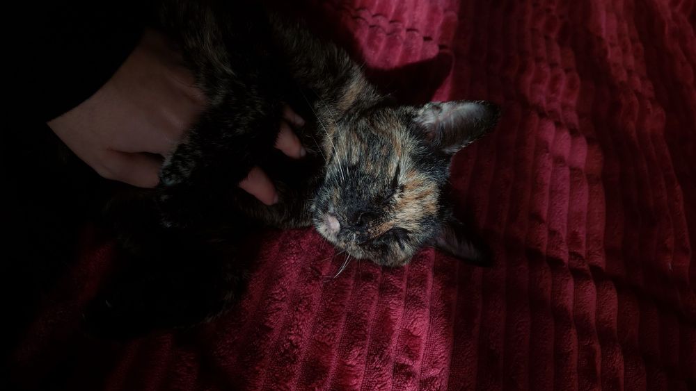 Picture of a cat laying down