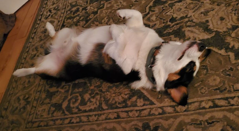 Todd, the corgi.
