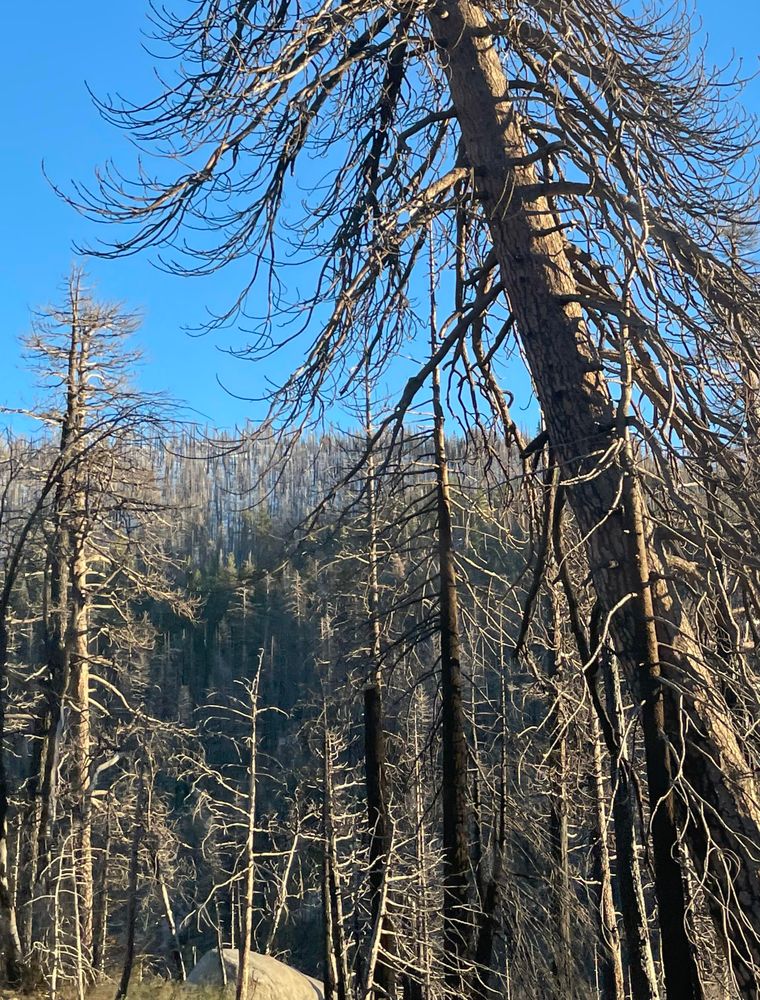 near Sciots Camp CA, a stand of trees that burned in the 2021 Caldor Fire. 