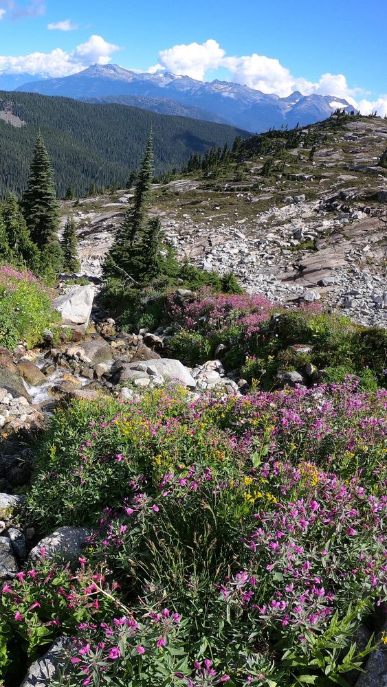 Skywalk South Trail in Whistler