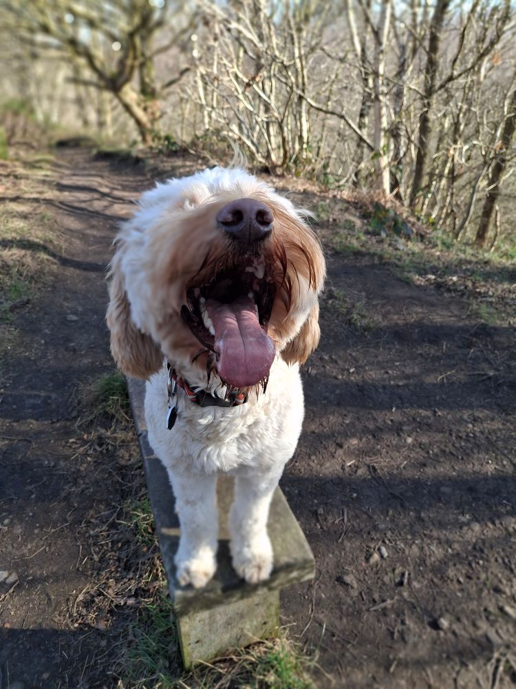A fluffy labradoodle dog stood on a small bench in a woodland looking towards the camera with his mouth open so he looks like he is grinning 