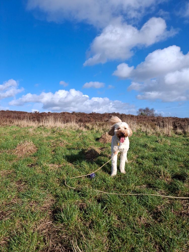 A golden labradoodle dog standing in green countryside on a sunny day with his tongue out looking happy