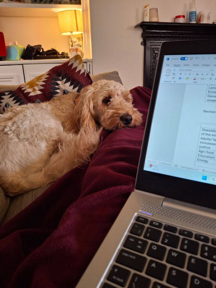 Fluffy dog curled up at the end of the sofa with laptop in the foreground