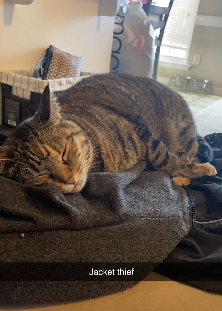 A cat laying on a couch