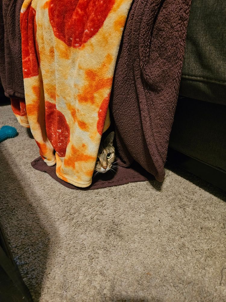 A cat hiding under blankets draped over a couch