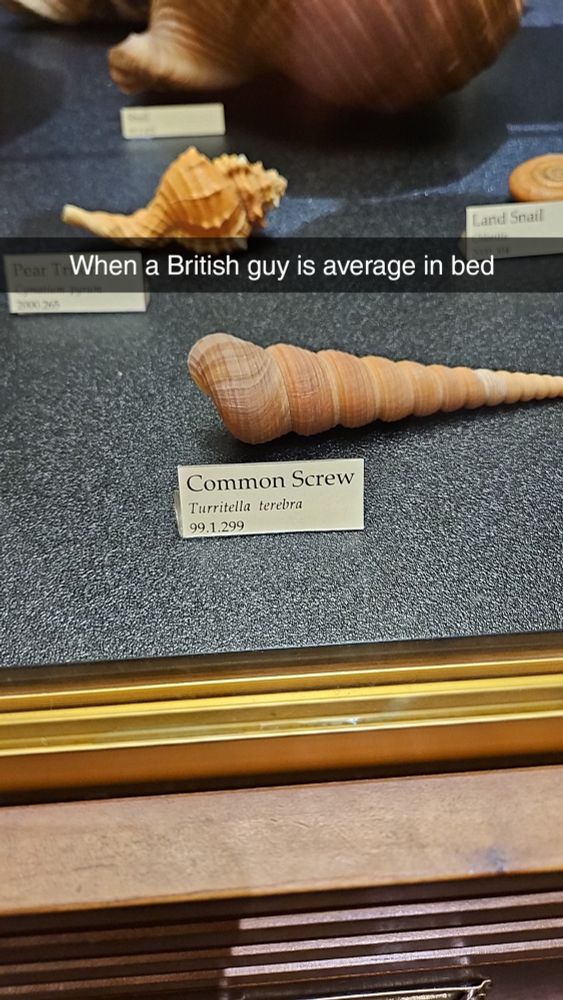 Picture of a "common screw" shell