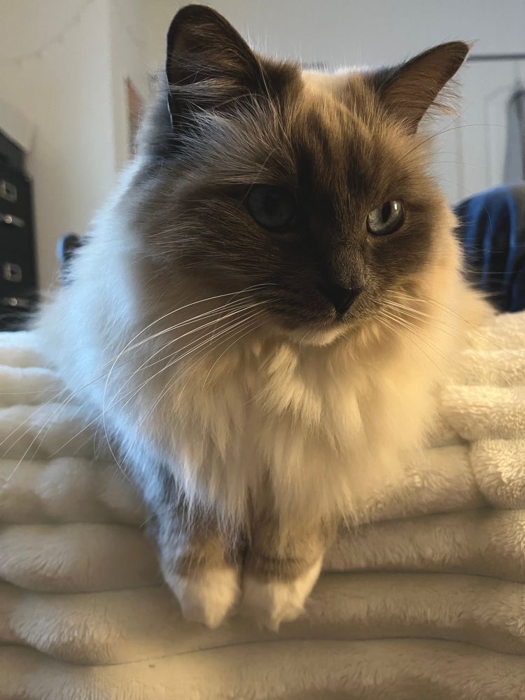 Ragdoll cat at the edge of a bed on a white blanket 