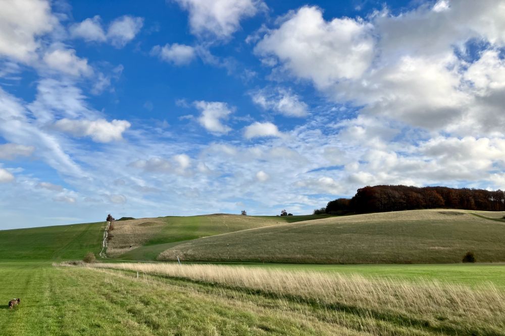 View of hilly grassland, some of which has been mown as it's a golf course. On the centre right is a wood, of which this section is mostly beech trees. A chalk path can be seen on the left, winding up the hill. To it's right is a round tumuli emerging from the rough grass. Another tumuli can just be seen on the top of the hill, up and to the right of the first. These are both early bronze age. At the bottom left of image is a wire-haired dachshund, snuffling about in the grass.