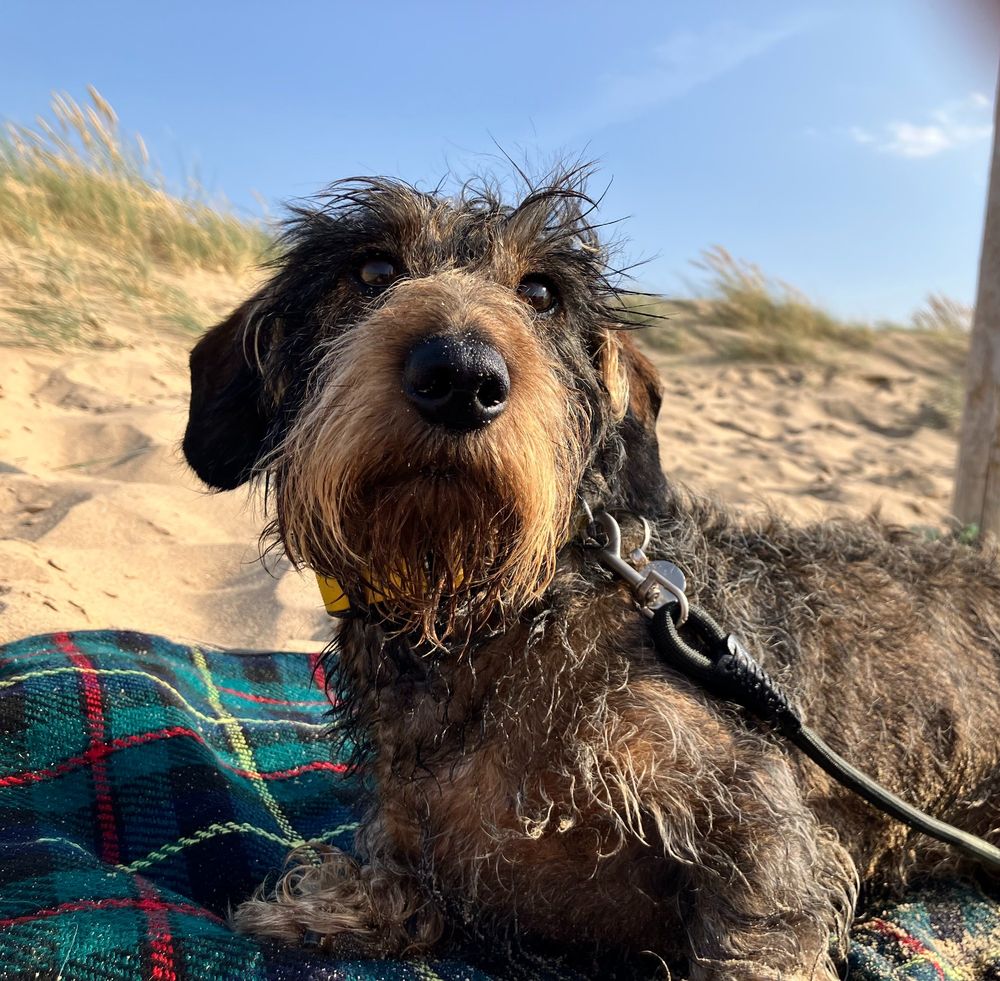 Extremely scratty-looking, mini-wirehaired dachshund, covered in sand and living his best life amongst the dunes of north Norfolk, after a big beach walk.