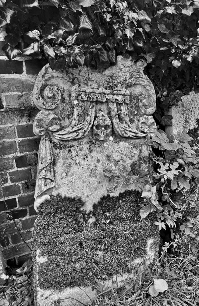 Gravestone covered in lichen, moss, and shrouded by ivy. The top of the stone displays carved shrouded curtains, which are tied back to reveal a skull.