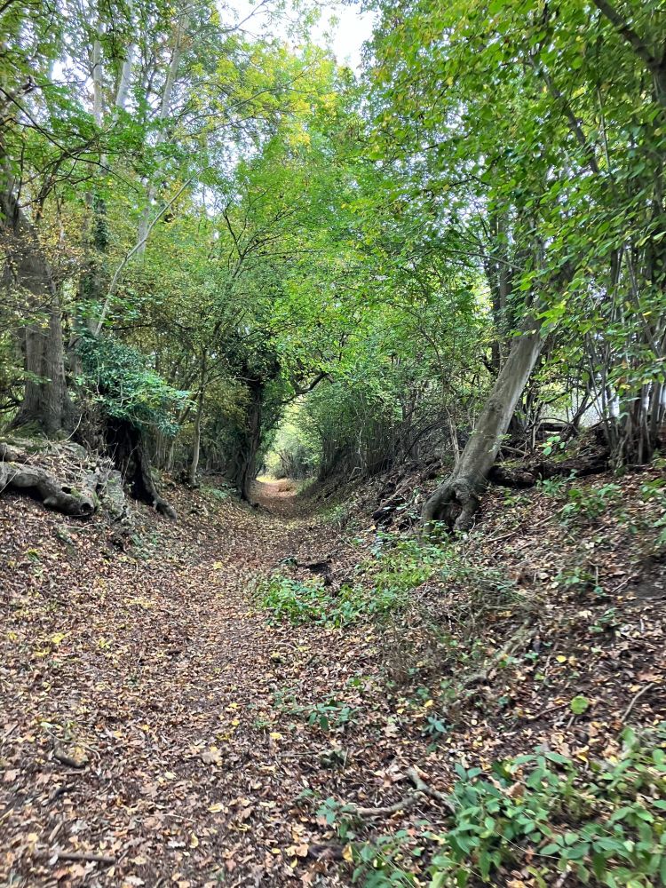 Image shows a sunken lane in north Herts. The bottom of the lane is deep is in fallen leaves, while the trees curve overhead to form a tunnel winding away down the hill.