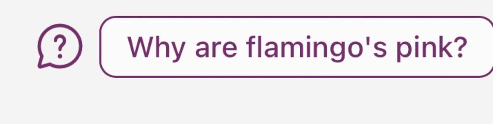 Copilot suggestion reading "Why are flamingo's pink" Flamingo's what, Bing?