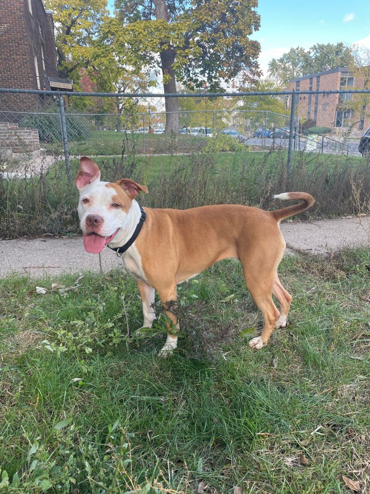 Image of tan dog with white face and chest