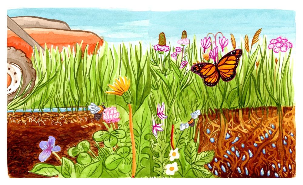 Illustration by Liz Anna Kozik, Ph.D., depicting a conventional lawn compared to one planted with native vegetation.