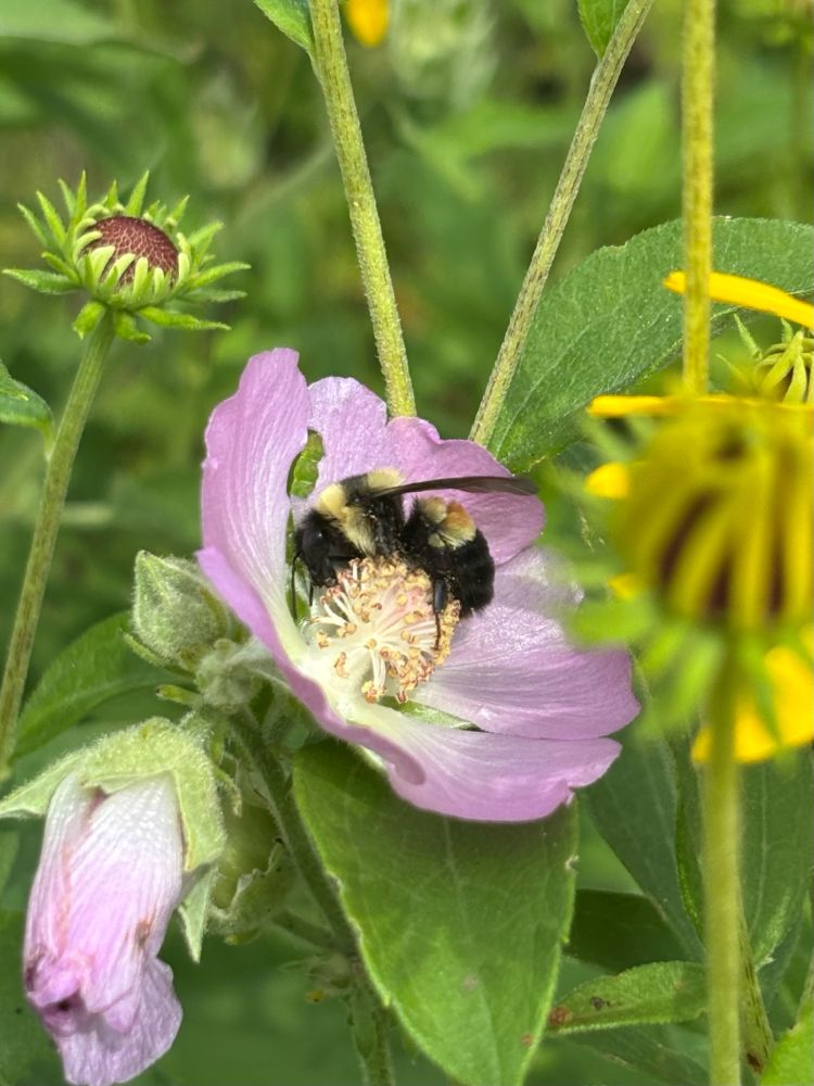 A rusty patched bumble bee with yellow, black, and brown colors on the pink flower of a Kankakee mallow.