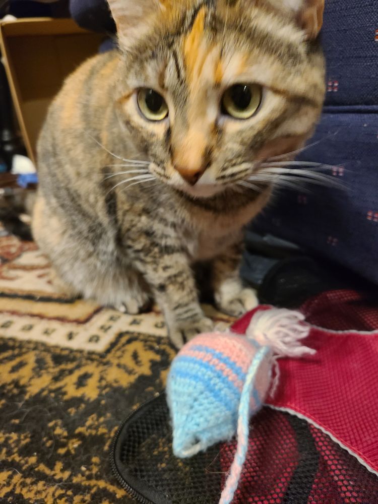 A photo of a small dilute (I think) torbie (tabby/tortoiseshell with lighter coloring) with green-yellow eyes. She's sitting on a patterned carpet, in front of an armchair, looking off into the distance. On the floor in front of her is a red zippered fabric bag and a pink-and-blue hand-crocheted cat toy. There is also a cardboard box in the background of the photo.
Today's crimes from this cat include but are not limited to scratching the living daylights out of my hand (it was my fault though)