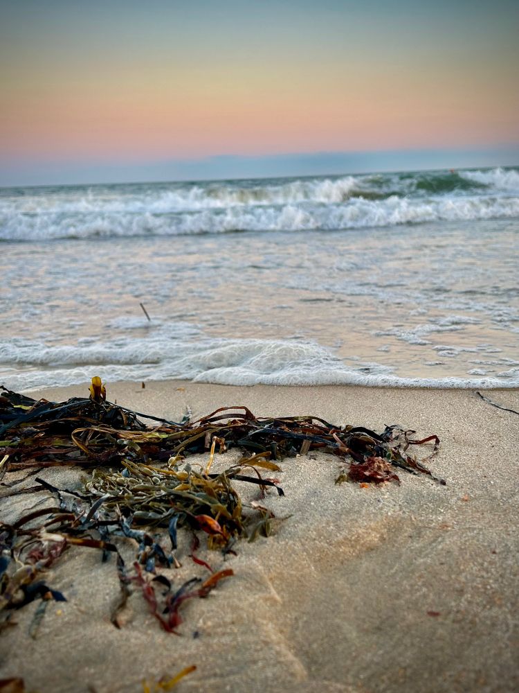 Close up of a beach with sand and seaweed clustered in the left foreground, waves and pinkish sky in the background