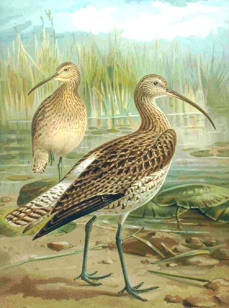 Illustration of two curlews in waterside scene.
