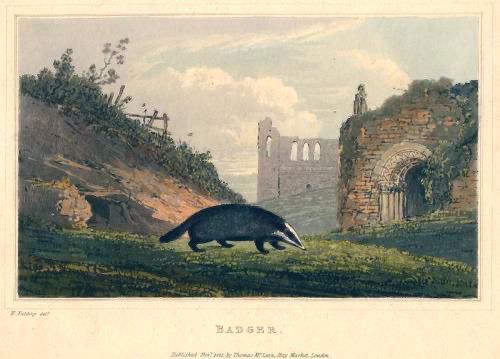🖼️ Newton Smith Fielding, 1821.
Badger in rural landscape with ruins, illlustration.