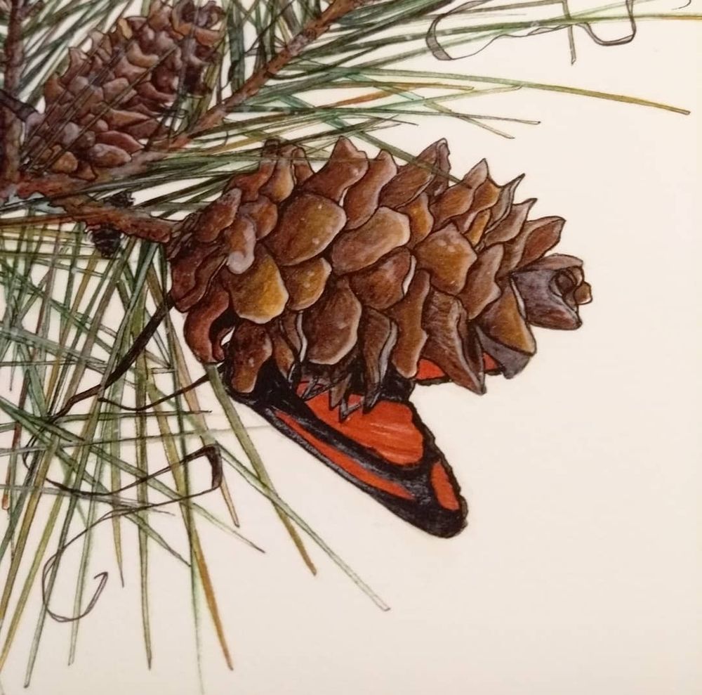 Close up of a cinnabar moth sitting on a pinecone from the original drawing. One of the wings is poking out from behind the cone. 