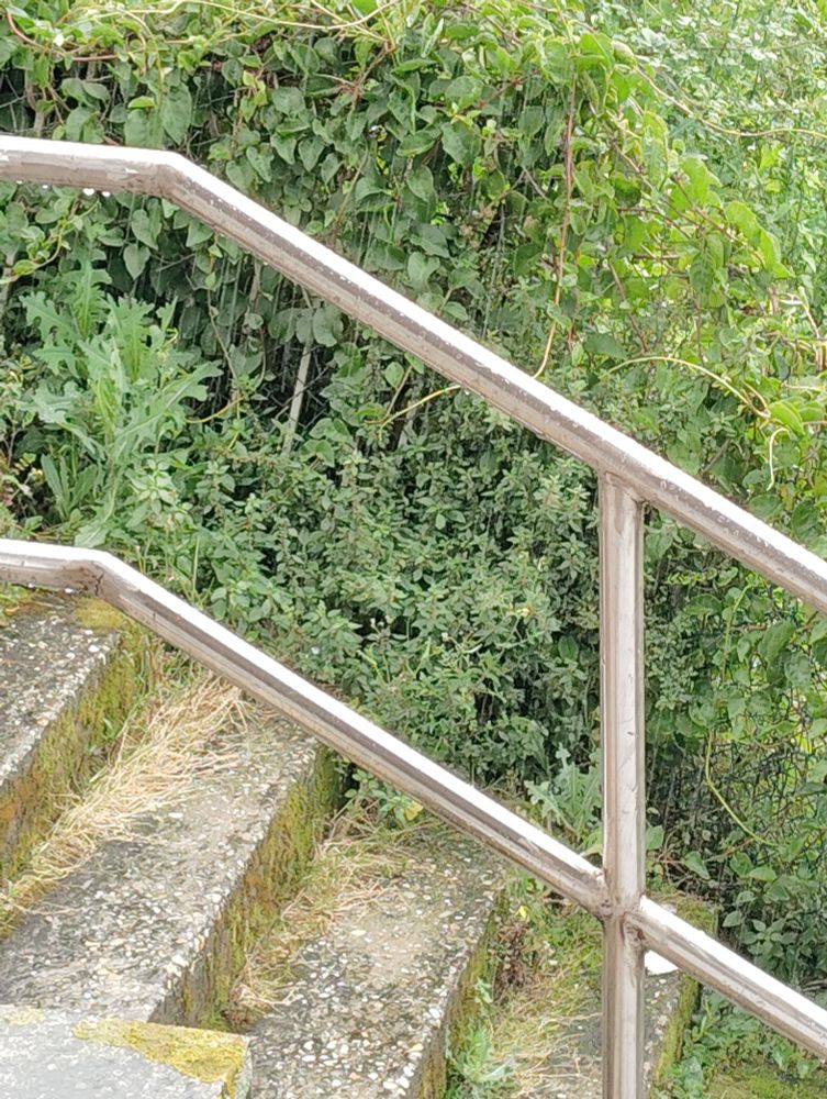 Camiño que sube á miña rúa. Chove que nin diola