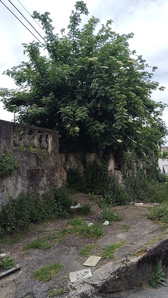 Sabugueiro no patio da nosa ex-okupa, que eu safei dun envelenamento por parte do veciño da casa da beira e o socio podou o verán pasado 