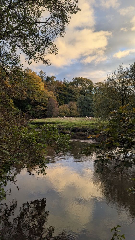 A view across the river sees a field of grazing sheep. The blue sky has the company of white clouds and some of the trees leaves are beginning to turn yellow. 20th October 2025, Wales, UK.