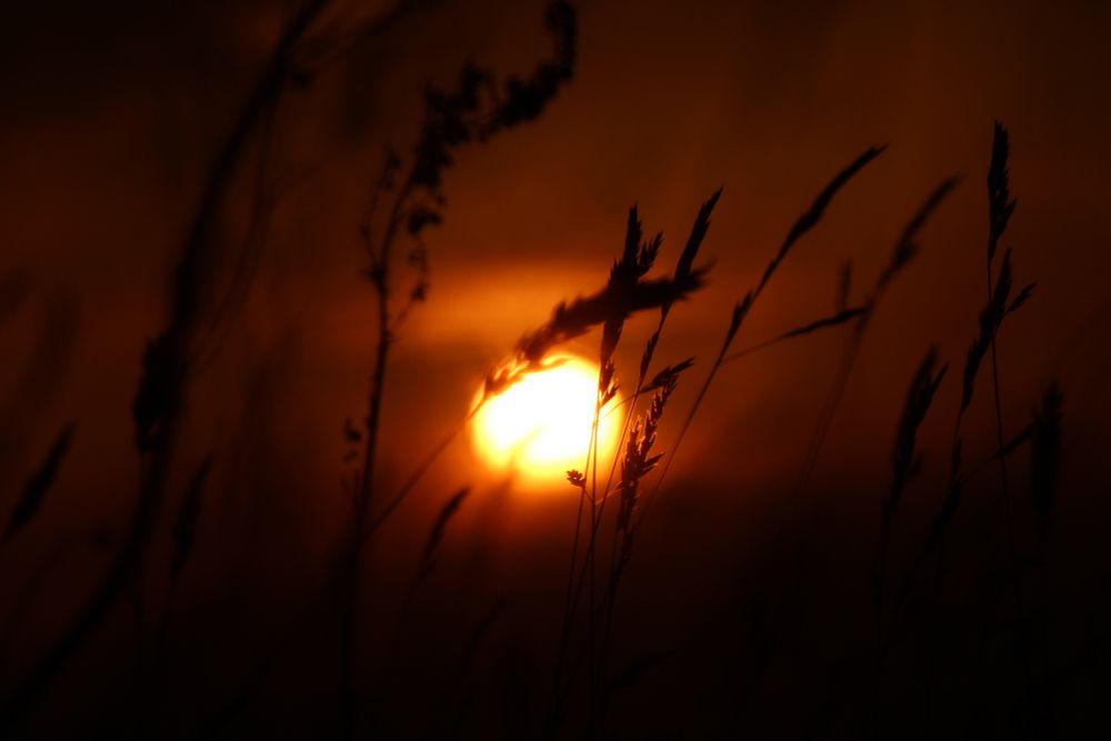 The evening sun sinks into the high grass. Wales, UK.