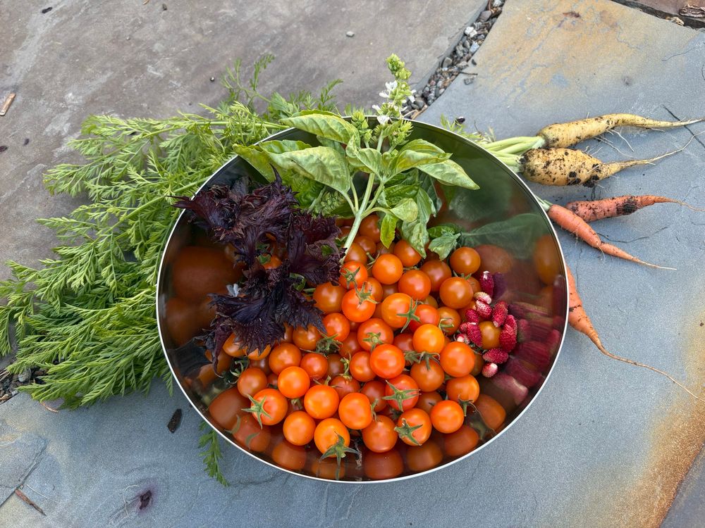 A medium-sized metal bowl sitting on flagstones, half-full of tasty sungold tomatoes, with sober fresh basil and shiso and alpine strawberries on top. There are a few carrots behind the bowl, their green fluffy tops curled around behind the bowl. 