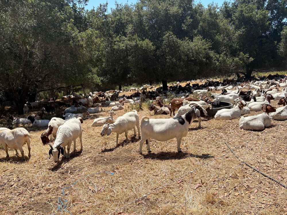 A golden, dry, well-munched field with a herd of more than a hundred multi-colored goats. Some are nibbling dry grass, most are napping under the shade of some big oak trees in the background. 