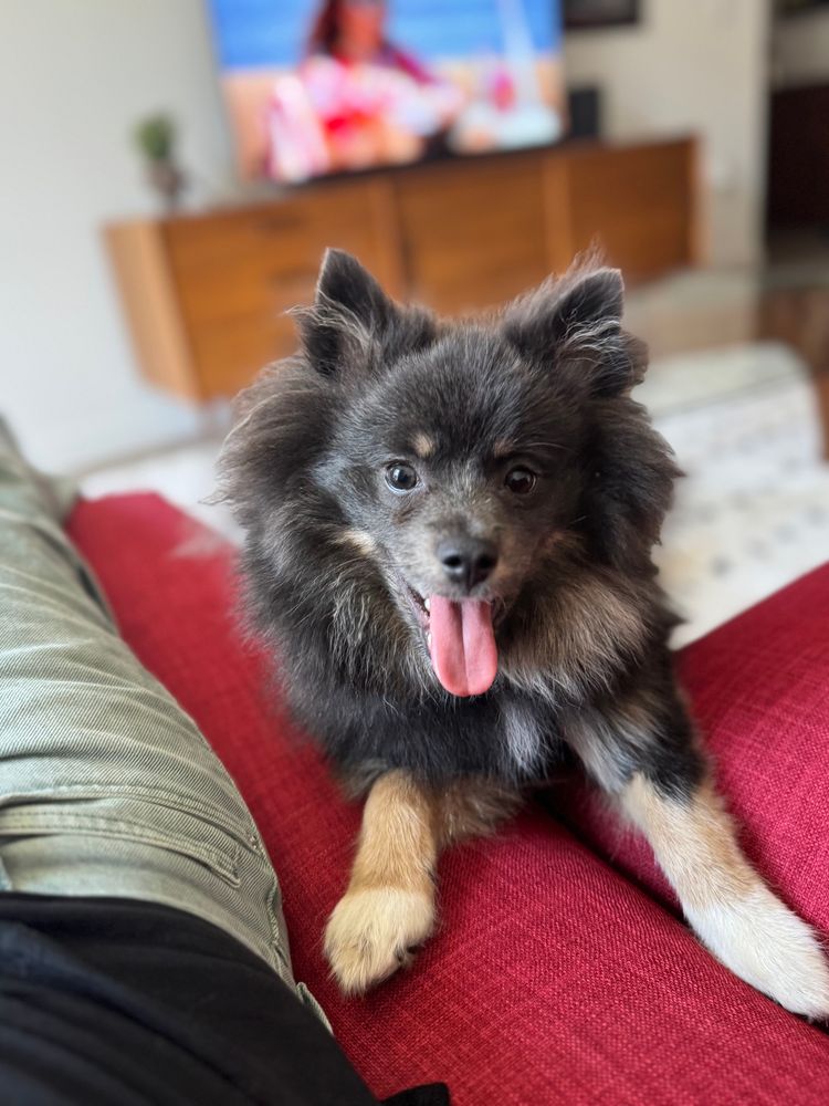 truffle the dog with his front paws on the couch and his tongue hanging out  