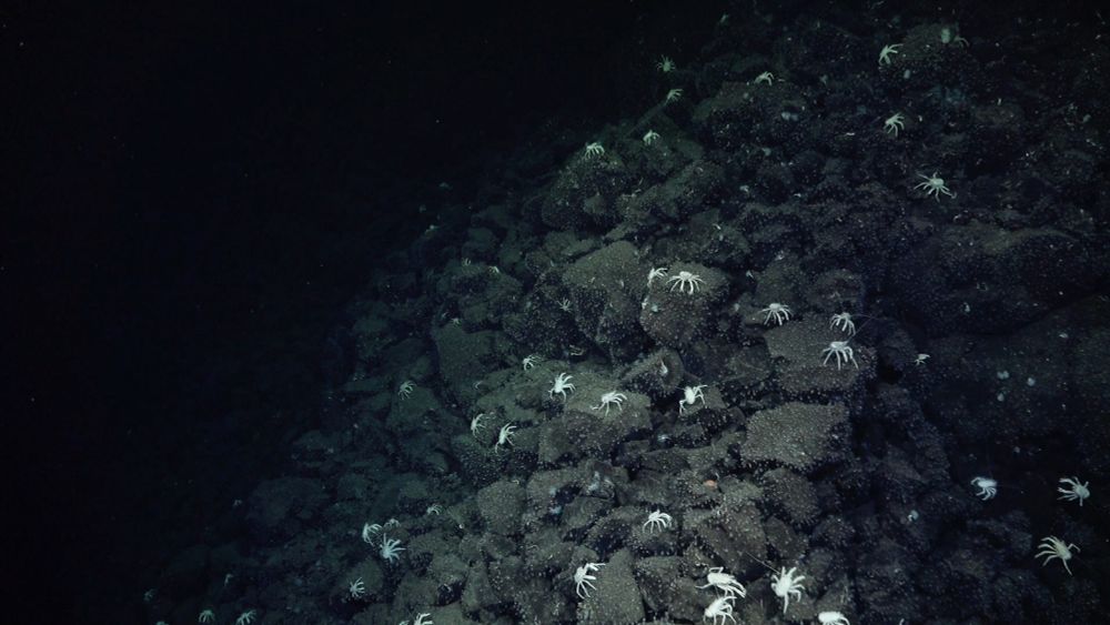 darkness in the ocean depths. a light reveals black rocks dotted with small white squat lobsters