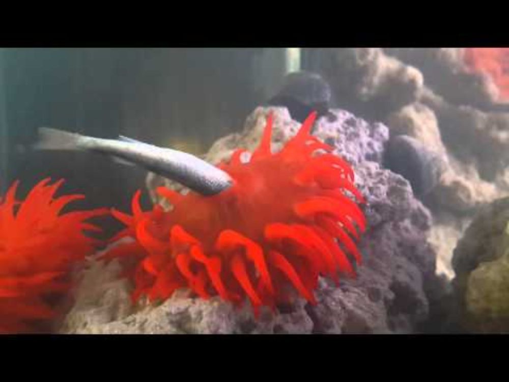Sea Anemone Eating
