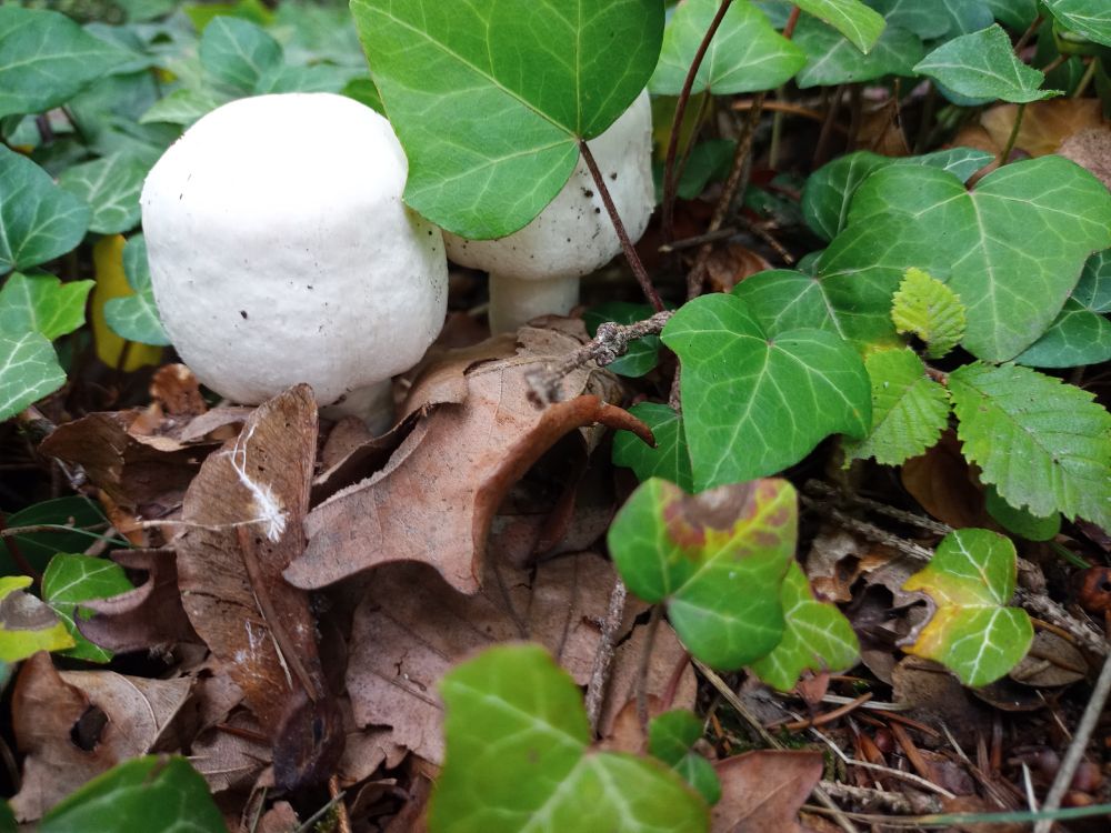 Mushroom that looksike a marshmallow- square and white